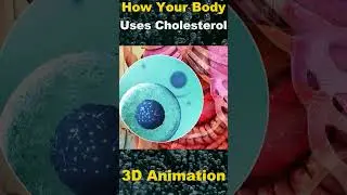 The Role of Cholesterol in Your Body: Understanding Its Functions and Impact