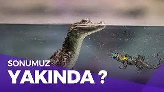 Timsahlar Hakkında İlginç Bilgiler 🐊 | Türleri, Özellikleri ve Yaşam Alanları