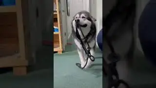 Can You Guess What He Wants? #shorts #husky