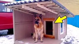 Dog Didn’t Get Into His Warm Kennel in Two Nights. Owner Was Shocked to Learn Who Was Inside!