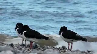 Oystercatchers Rest
