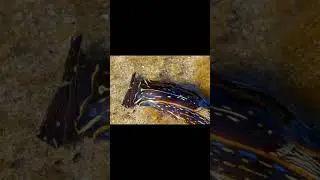 Sea Slug Eating