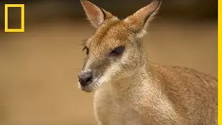 Découvrir le kangourou : tout ce qu'il faut savoir sur la mascotte australienne