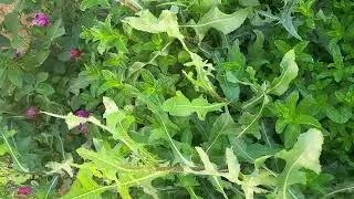 mint herbs