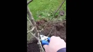 How to plant apple trees - 5/8