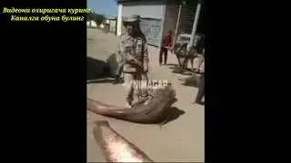 Сирдарё Сардоба сув омбори Видеони охиригача куринг