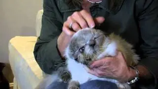 Frank and Louie, two-faced cat