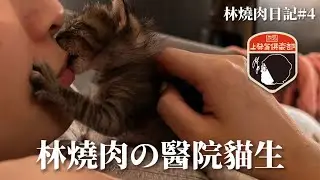 林燒肉日記#4_林燒肉の醫院貓生