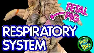 Fetal Pig Dissection Part 1: Respiratory System Anatomy