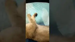 Доброе утро. Котика 🐱 вам в настроение))))