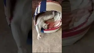 Турецкая кошечка.Жара!