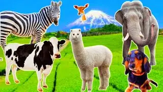 The lives of familiar animals: cats, chickens, horses, ducks, elephants