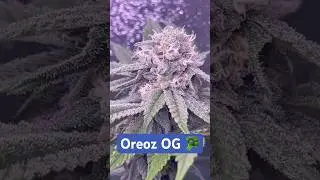 Blüte Tag 34 Oreoz Og strain  #420 #seedtoharvest #crazybud