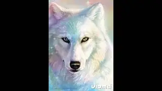 волки