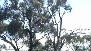 Jayo crash