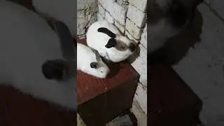 Cît de des poți da iepuroaica la iepuroi?