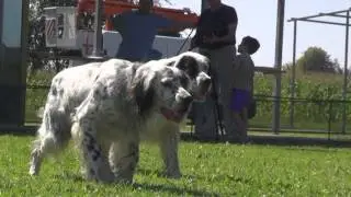 Video per TiroaVolo net