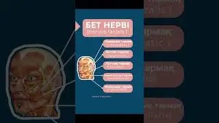 Бет нерві - Nervus facialis