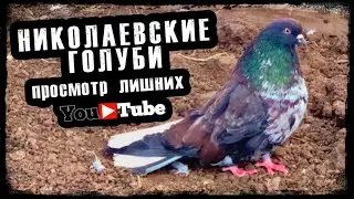 Николаевские голуби. Просмотр лишних. тел. 89270170311