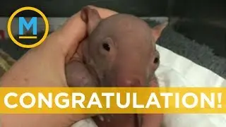 Facebook user mistakes a picture of a wombat for a baby photo | Your Morning