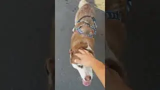 сбежавший хаски