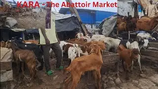 Come to Kara With Me/ An Abattoir In the Borders of Lagos and Ogun State/MARKET VLOG
