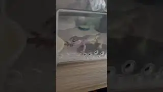 наша "Мамба"  Эублефар