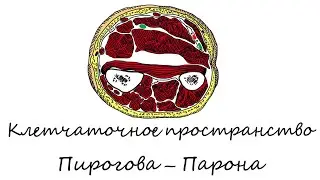 Клетчаточное пространство Пирогова – Парона