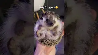 Домашний ежик 🦔👍