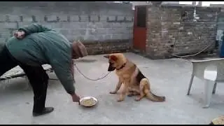 German Shepherd Eat Poop and How to stop it
