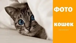 КОШКИ.ФОТО красивые.