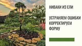 Ниваки из ели | Устраняем ошибки | Корректируем форму