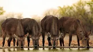 LIVE at the waterhole - 10 October 2025