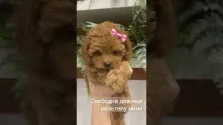 Продаётся маленькая красотка мальтипу. https://wtsp.cc/79688080588