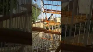 Golinha cantando azulao cajazeiras