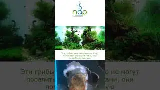 Сапролегниоз #shorts