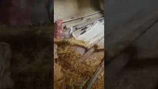 собака 🐕🐕🐕