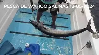 PESCA DE WAHOO EN SALINAS 18-05-2024
