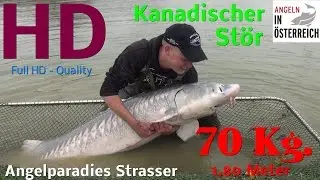 Kanadischer Stör mit 70 Kg. / Anglerparadies Strasser / FULL HD
