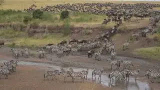Wild Migration.. Animal crossing the Sand River back to Serengeti عبور الحيوانات لنهر الساند تنزانيا