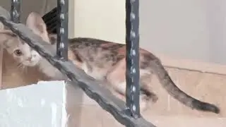 CAT | JUNE 26, 2024 | HIS MOTHER WAS NOT WITH HIM FOR NOW. | #cat #catlover #trending #kitten #viral