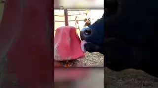 Why Cows Lick Salt Blocks