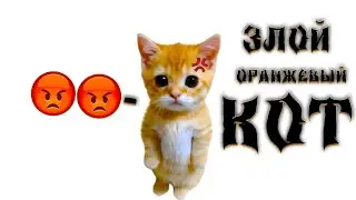 ПОЧЕМУ ОРАНЖЕВЫЙ КОТЁНОК ЗЛОЙ?