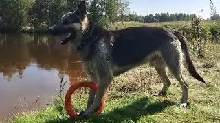 Последние летние деньки на озере с овчаркой 🐶