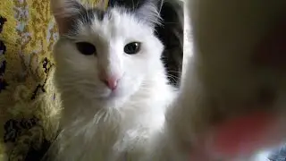 Cat and action camera