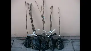 фундук Трапезунд  ОТПРАВКА САЖЕНЦЕВ.!!!  hazelnut seedlings !