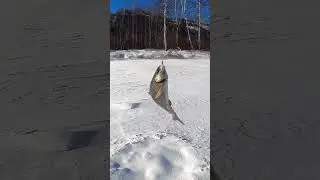 #зимний