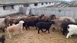 Гесарские овцематки и баранчики от них на продажу