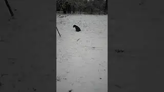 Лабрадор Деймон.