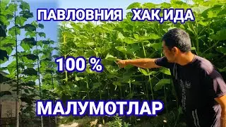 #павлония